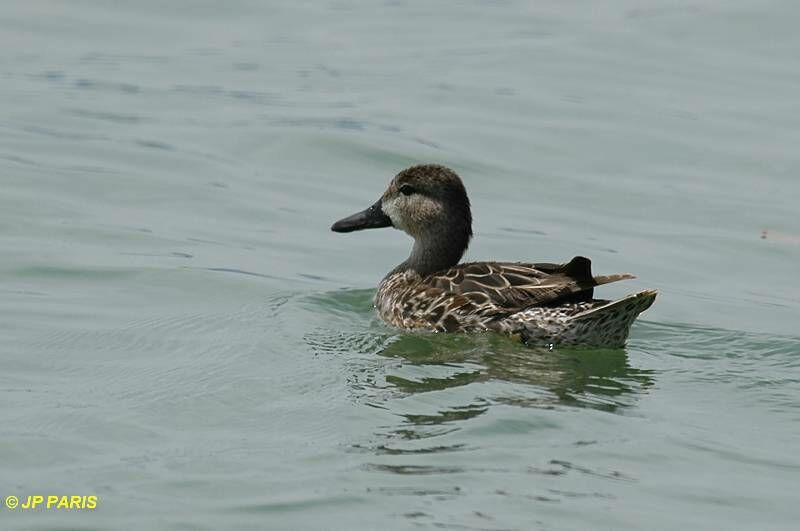 Blue-winged Teal