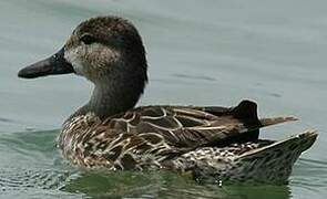 Blue-winged Teal