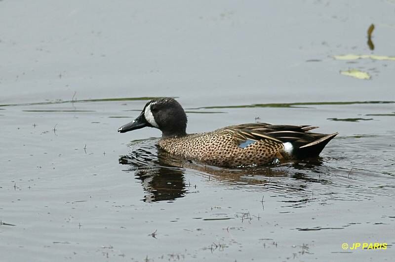 Blue-winged Teal