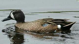 Blue-winged Teal