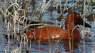 Cinnamon Teal