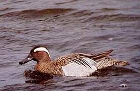 Garganey