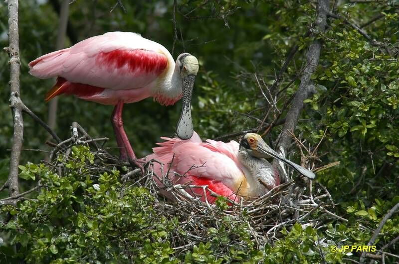 Roseate Spoonbill