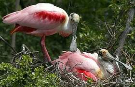 Roseate Spoonbill