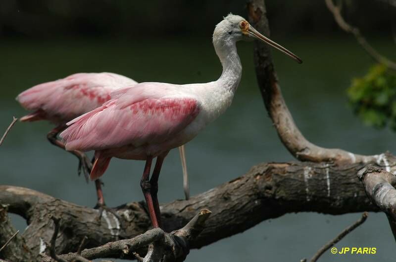 Roseate Spoonbill