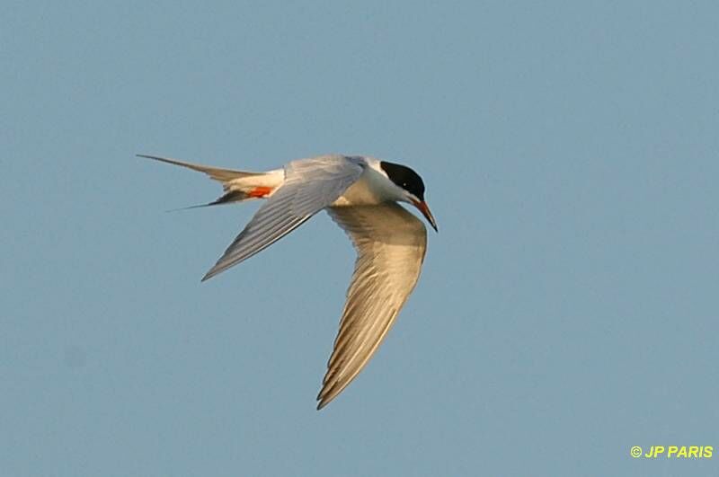 Forster's Tern