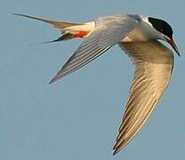 Forster's Tern