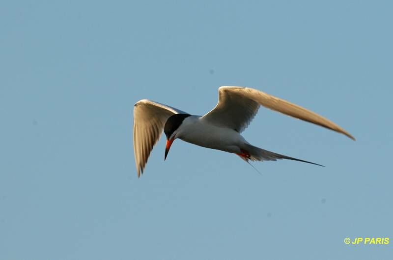 Forster's Tern