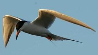 Forster's Tern