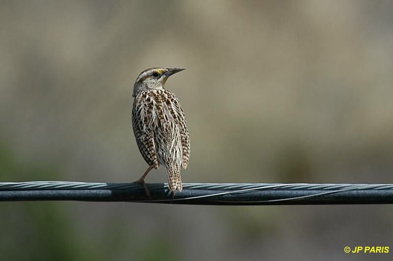 Eastern Meadowlark