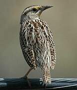 Eastern Meadowlark