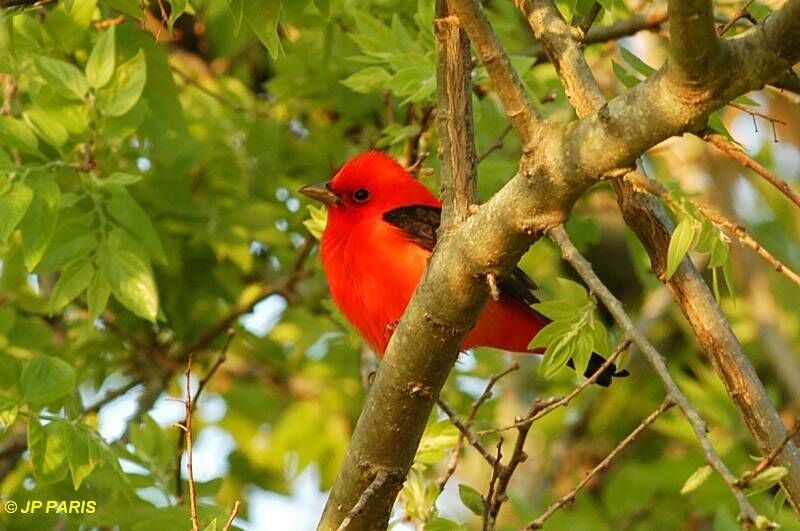 Scarlet Tanager