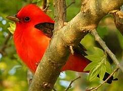 Scarlet Tanager