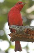 Summer Tanager