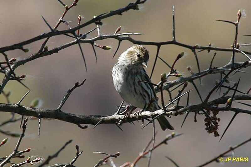 Pine Siskin