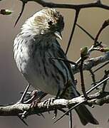 Pine Siskin