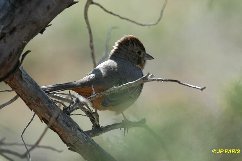 Canyon Towhee