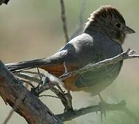 Canyon Towhee