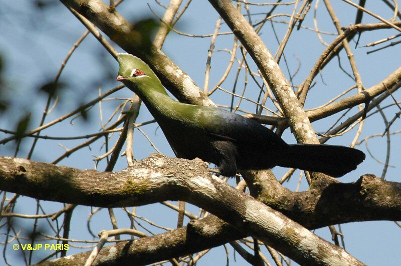 Touraco louri, identification