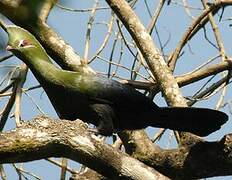 Knysna Turaco