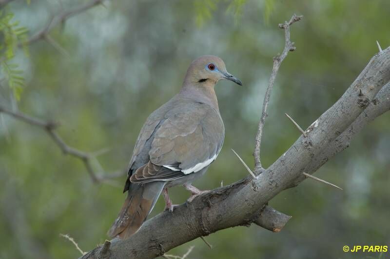 White-winged Dove