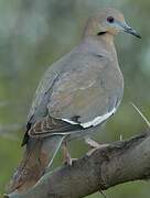 White-winged Dove