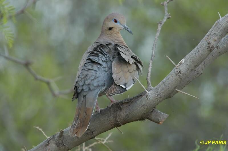 White-winged Dove