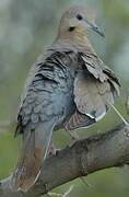 White-winged Dove