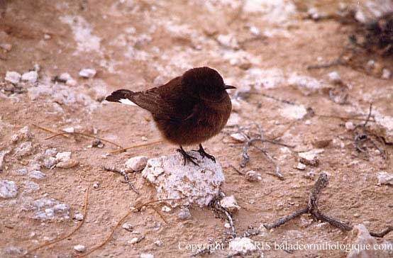 Black Wheatear