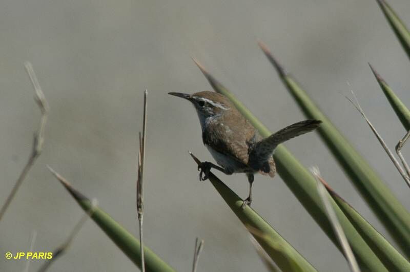 Bewick's Wren