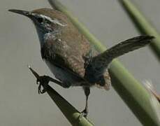 Bewick's Wren