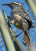 Cactus Wren