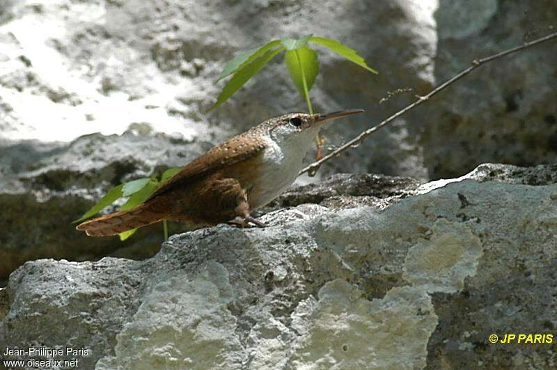 Canyon Wren