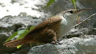 Canyon Wren