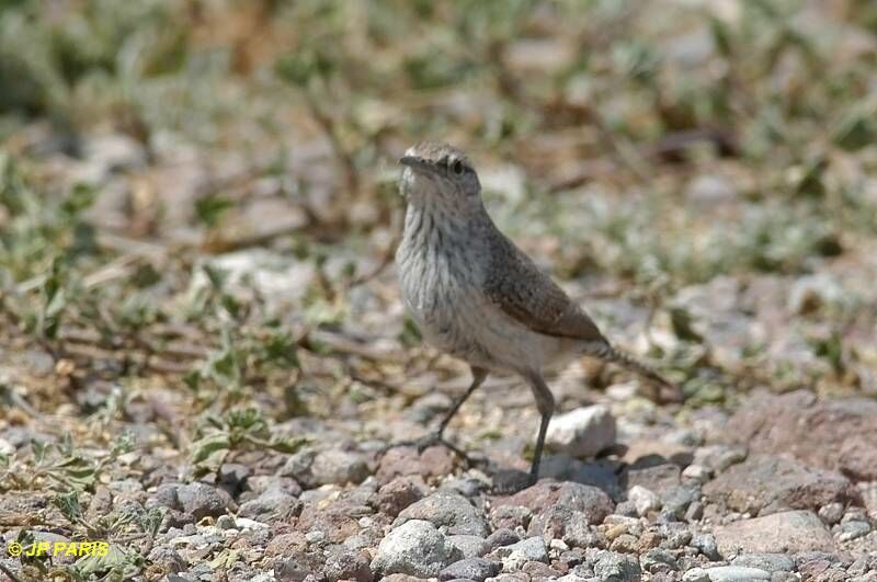 Rock Wren