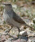 Rock Wren