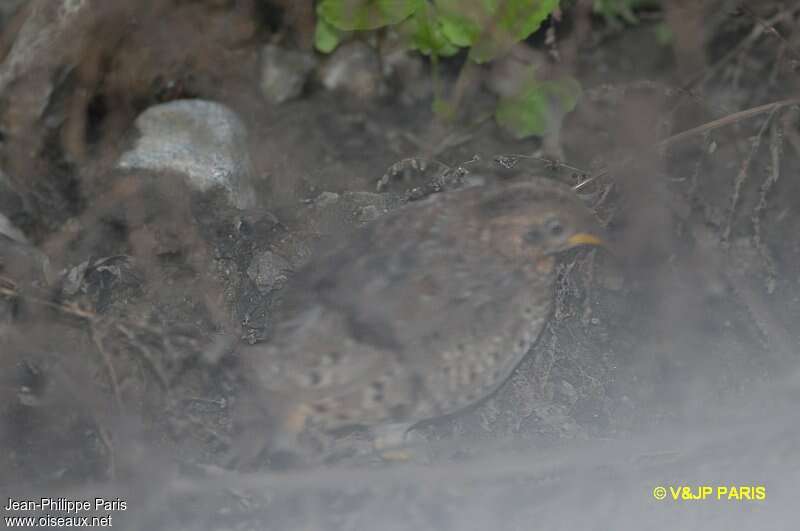 Yellow-legged Buttonquail, identification