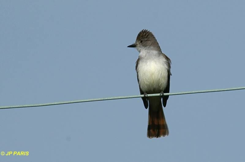 Ash-throated Flycatcher