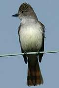 Ash-throated Flycatcher