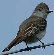 Ash-throated Flycatcher