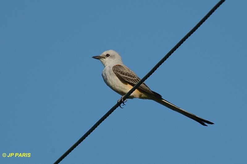 Scissor-tailed Flycatcher