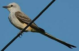 Scissor-tailed Flycatcher