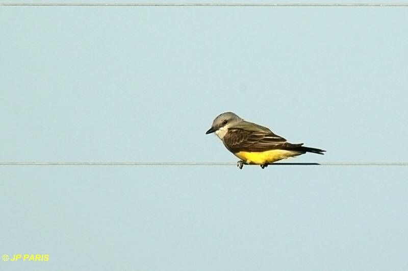 Western Kingbird