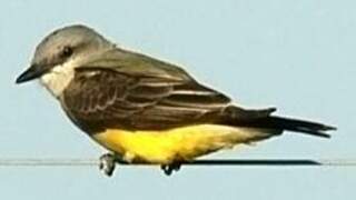 Western Kingbird