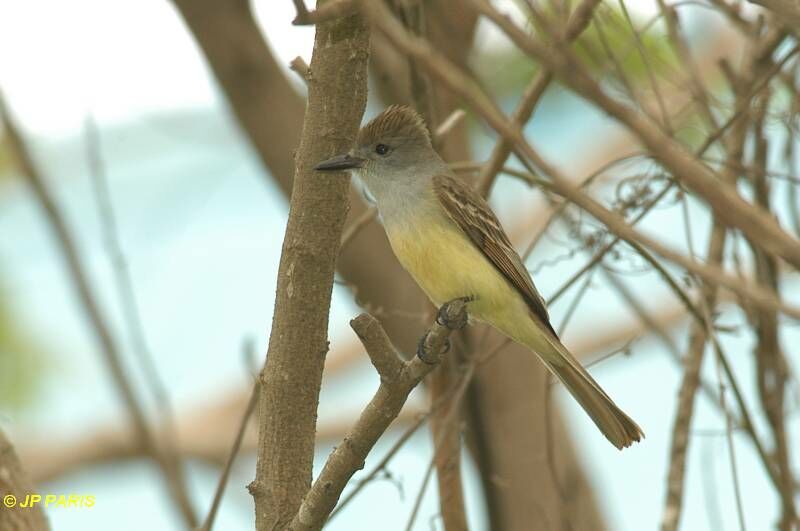 Brown-crested Flycatcher