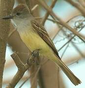 Brown-crested Flycatcher