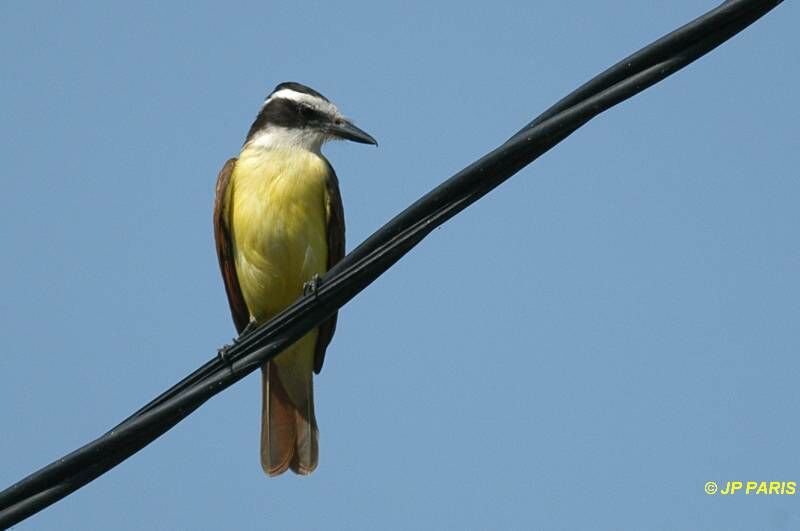 Great Kiskadee