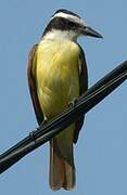 Great Kiskadee