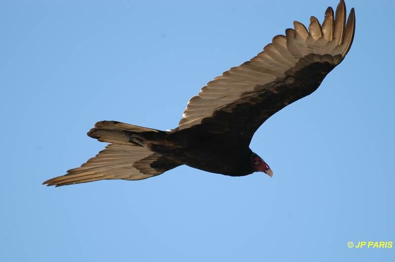 Turkey Vulture