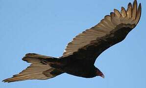 Turkey Vulture